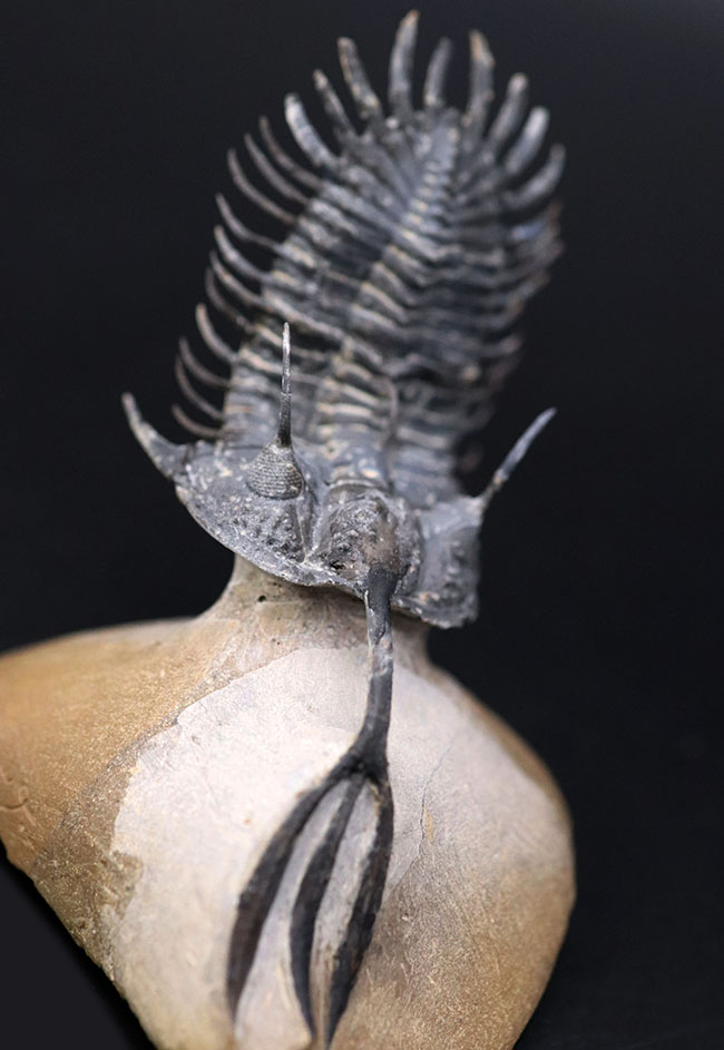 必見!絶大な人気を誇るモロッコ産三葉虫、ワリセロプス・トライフルカタス(Walliserops trifurcatus)。通称、ロングフォーク(その12)