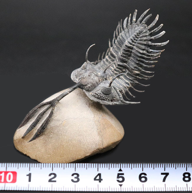 必見!絶大な人気を誇るモロッコ産三葉虫、ワリセロプス・トライフルカタス(Walliserops trifurcatus)。通称、ロングフォーク(その13)