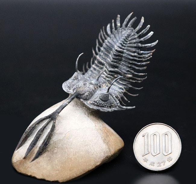 必見!絶大な人気を誇るモロッコ産三葉虫、ワリセロプス・トライフルカタス(Walliserops trifurcatus)。通称、ロングフォーク(その14)
