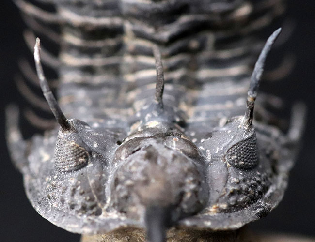 必見!絶大な人気を誇るモロッコ産三葉虫、ワリセロプス・トライフルカタス(Walliserops trifurcatus)。通称、ロングフォーク(その3)