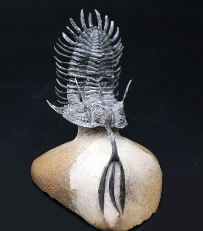 必見!絶大な人気を誇るモロッコ産三葉虫、ワリセロプス・トライフルカタス(Walliserops trifurcatus)。通称、ロングフォーク(その5)