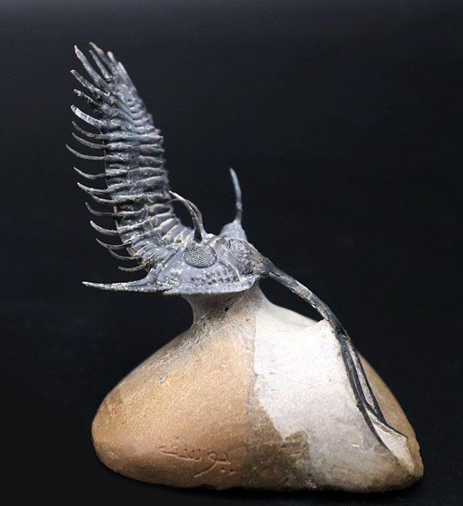 必見!絶大な人気を誇るモロッコ産三葉虫、ワリセロプス・トライフルカタス(Walliserops trifurcatus)。通称、ロングフォーク(その6)