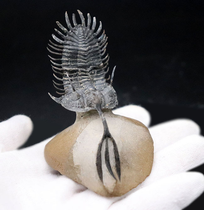 必見!絶大な人気を誇るモロッコ産三葉虫、ワリセロプス・トライフルカタス(Walliserops trifurcatus)。通称、ロングフォーク(その7)