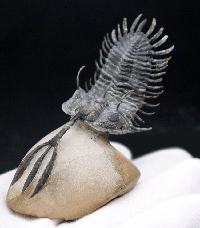 必見!絶大な人気を誇るモロッコ産三葉虫、ワリセロプス・トライフルカタス(Walliserops trifurcatus)。通称、ロングフォーク(その8)