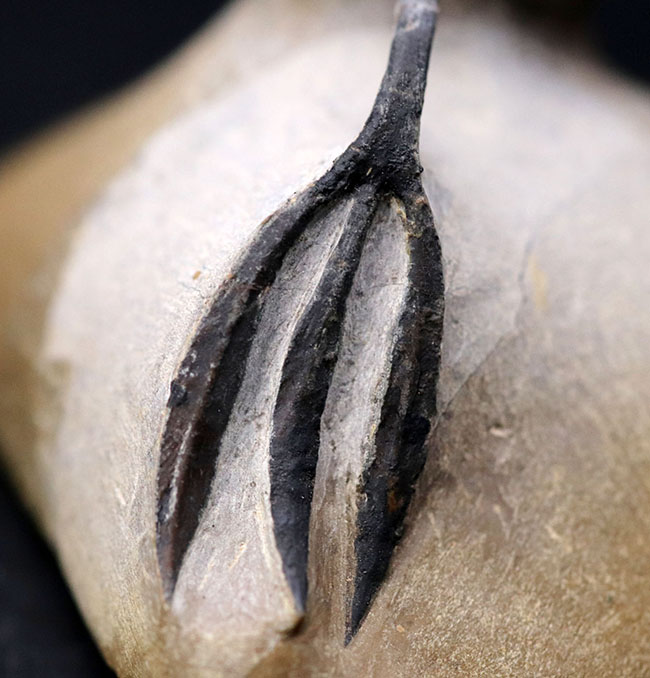 必見!絶大な人気を誇るモロッコ産三葉虫、ワリセロプス・トライフルカタス(Walliserops trifurcatus)。通称、ロングフォーク(その9)