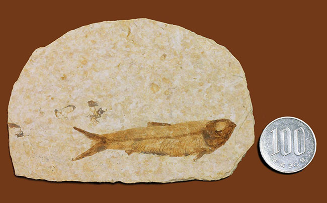 ワイオミング州公認の州の化石、古代魚ナイティア（Knightia eocaena）。グリーンリバー層。（その10）