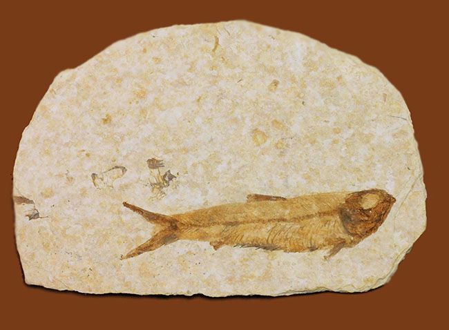 ワイオミング州公認の州の化石、古代魚ナイティア（Knightia eocaena）。グリーンリバー層。（その2）