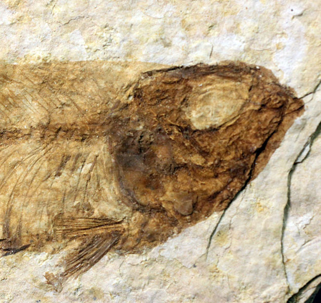 ワイオミング州公認の州の化石、古代魚ナイティア（Knightia eocaena）。グリーンリバー層。（その3）