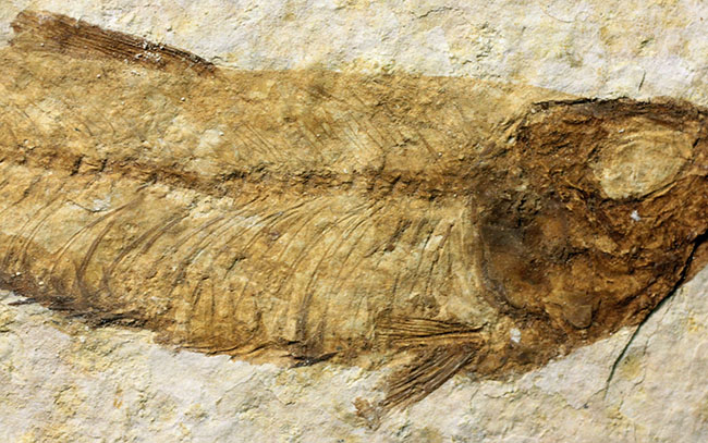 ワイオミング州公認の州の化石、古代魚ナイティア（Knightia eocaena