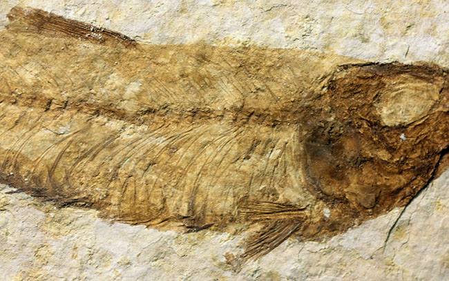 ワイオミング州公認の州の化石、古代魚ナイティア（Knightia eocaena）。グリーンリバー層。（その4）