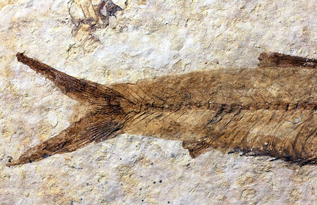 ワイオミング州公認の州の化石、古代魚ナイティア（Knightia eocaena）。グリーンリバー層。（その6）