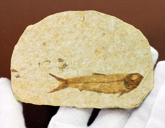 ワイオミング州公認の州の化石、古代魚ナイティア（Knightia eocaena）。グリーンリバー層。（その7）