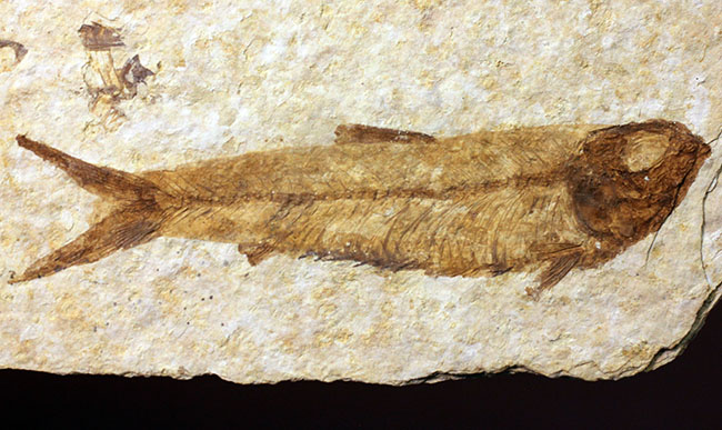 ワイオミング州公認の州の化石、古代魚ナイティア（Knightia eocaena）。グリーンリバー層。（その8）