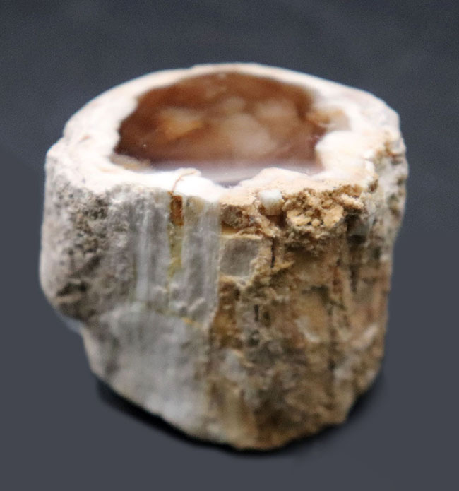 ミニチュアの切り株のような面白い化石！ブラウンのポリッシュ面が美しい珪化木（Petrified wood）（その1）