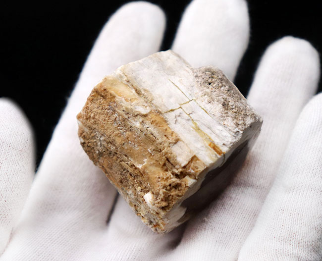 ミニチュアの切り株のような面白い化石！ブラウンのポリッシュ面が美しい珪化木（Petrified wood）（その4）