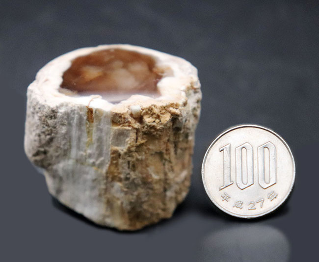 ミニチュアの切り株のような面白い化石！ブラウンのポリッシュ面が美しい珪化木（Petrified wood）（その7）