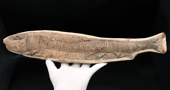 オールドコレクション！ブラジル・サンタナフォーメーション産の古代魚、ビンクティフェル（Vinctifer）の全身化石（その1）