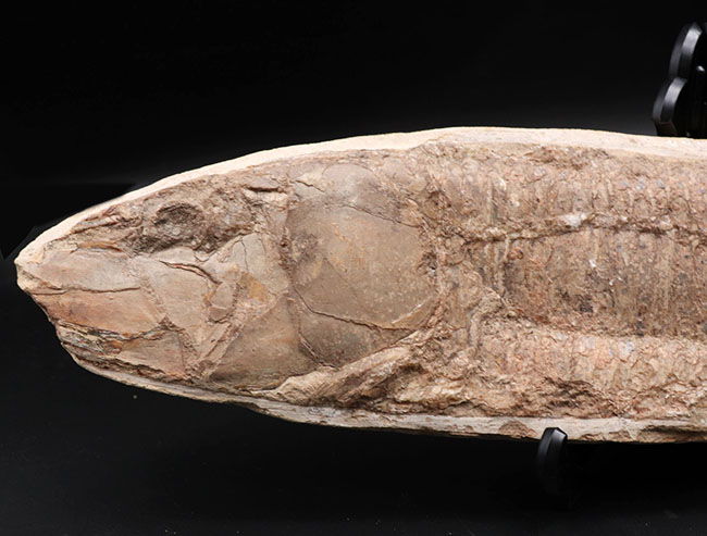 オールドコレクション!ブラジル・サンタナフォーメーション産の古代魚、ビンクティフェル(Vinctifer)の全身化石(その2)