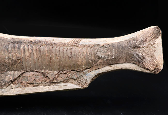 オールドコレクション!ブラジル・サンタナフォーメーション産の古代魚、ビンクティフェル(Vinctifer)の全身化石(その3)