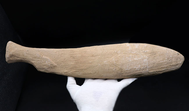 オールドコレクション!ブラジル・サンタナフォーメーション産の古代魚、ビンクティフェル(Vinctifer)の全身化石(その4)