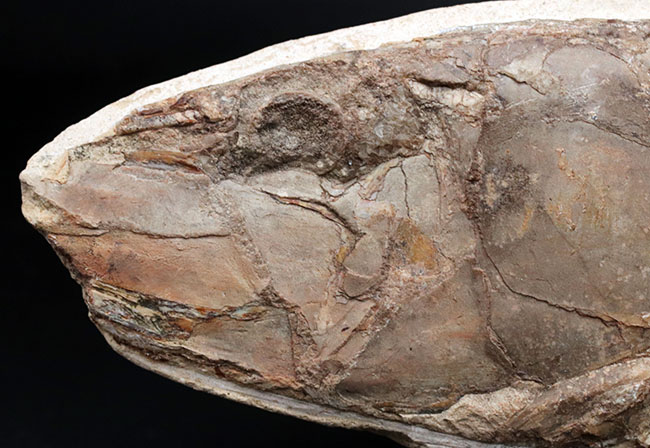 オールドコレクション!ブラジル・サンタナフォーメーション産の古代魚、ビンクティフェル(Vinctifer)の全身化石(その5)