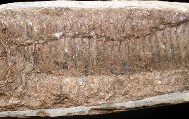 オールドコレクション!ブラジル・サンタナフォーメーション産の古代魚、ビンクティフェル(Vinctifer)の全身化石(その6)