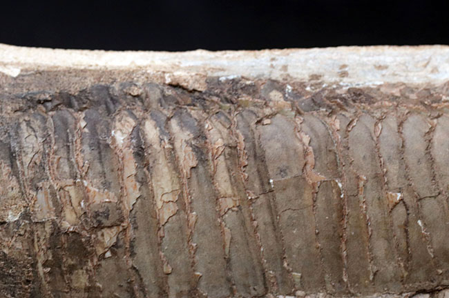 オールドコレクション!ブラジル・サンタナフォーメーション産の古代魚、ビンクティフェル(Vinctifer)の全身化石(その7)