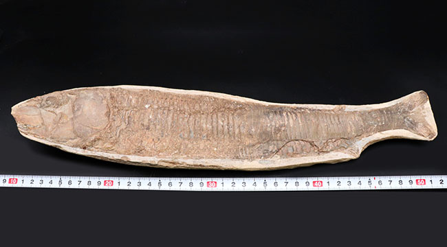 オールドコレクション!ブラジル・サンタナフォーメーション産の古代魚、ビンクティフェル(Vinctifer)の全身化石(その9)