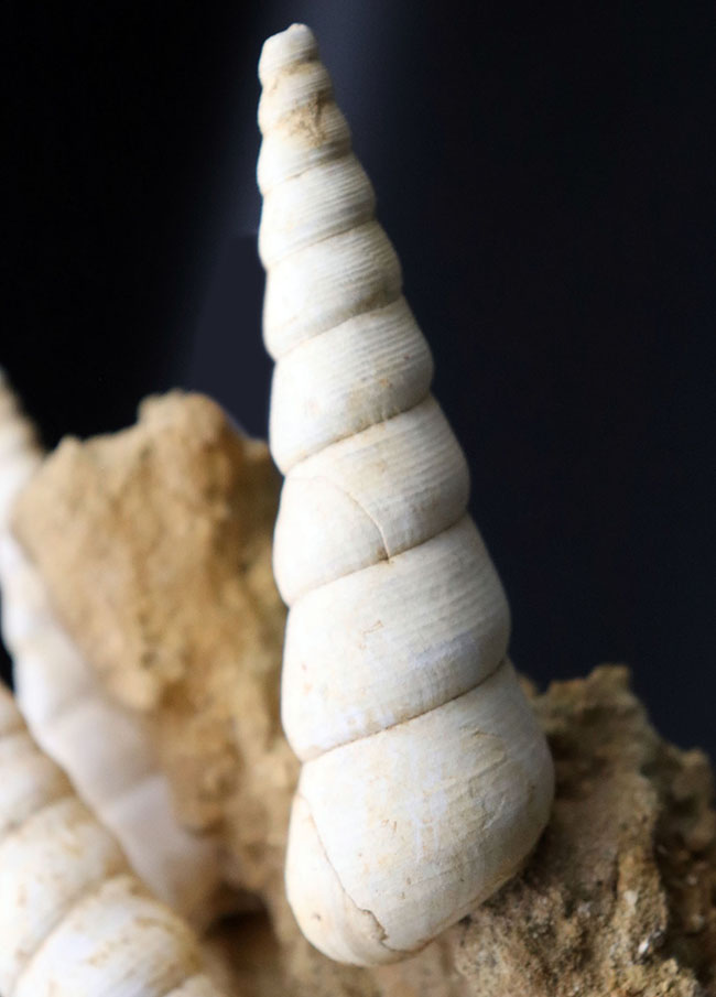 個性的な各種巻き貝厳選18個 SEA MOON - SEA LIFE - Sea Shells