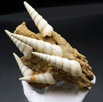 コイル状の巻姿が特徴的、特大サイズ、かつ上質標本！ツリテラ（Turritella）の群集化石
