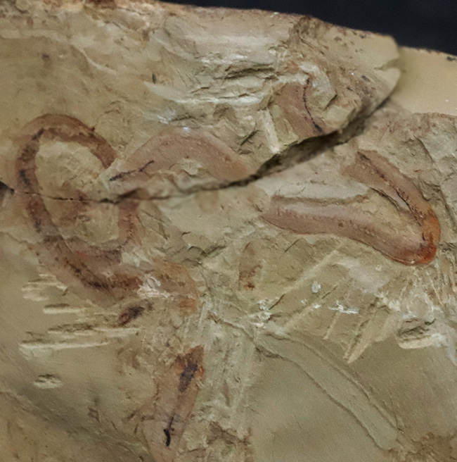 奇々怪々、謎多きチューブ状のカンブリアモンスター！チェンジャン産クリココスミア・インニンゲンシス（Cricocosmia jinningensis）の化石（その1）