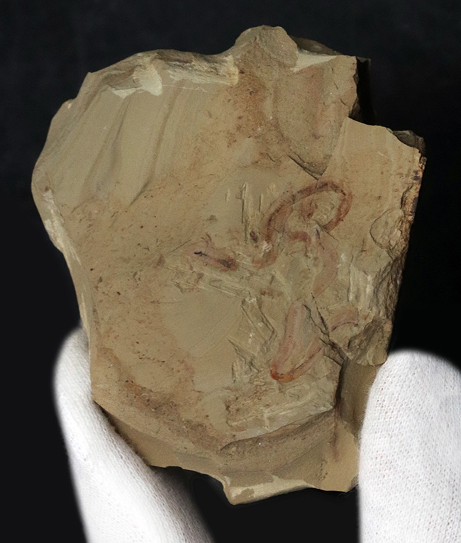 奇々怪々、謎多きチューブ状のカンブリアモンスター！チェンジャン産クリココスミア・インニンゲンシス（Cricocosmia jinningensis）の化石（その2）