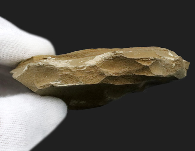 奇々怪々、謎多きチューブ状のカンブリアモンスター！チェンジャン産クリココスミア・インニンゲンシス（Cricocosmia jinningensis）の化石（その5）