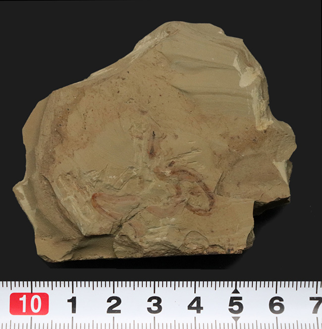 奇々怪々、謎多きチューブ状のカンブリアモンスター！チェンジャン産クリココスミア・インニンゲンシス（Cricocosmia jinningensis）の化石（その6）
