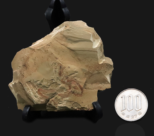 奇々怪々、謎多きチューブ状のカンブリアモンスター！チェンジャン産クリココスミア・インニンゲンシス（Cricocosmia jinningensis）の化石（その7）