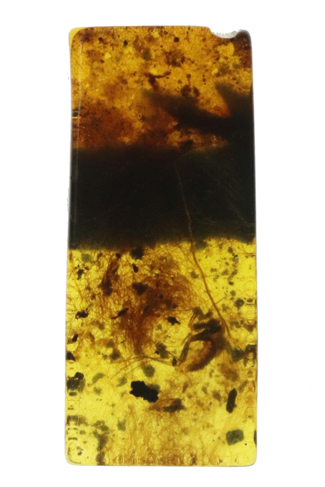 植物の根なのか?それとも動物の毛か?興味深い糸のような組織が見られる、約1億年前の琥珀、バーマイト(Burmite)(その2)