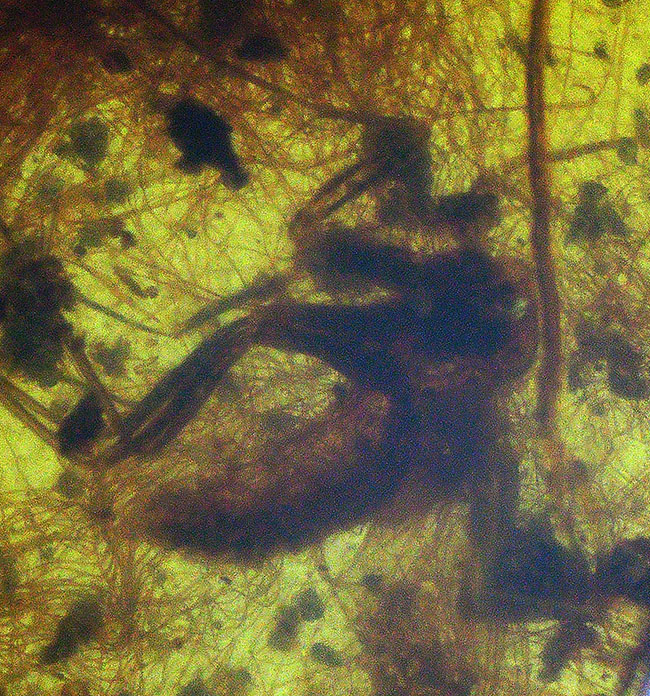 植物の根なのか?それとも動物の毛か?興味深い糸のような組織が見られる、約1億年前の琥珀、バーマイト(Burmite)(その5)
