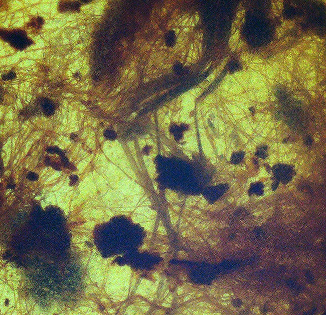 植物の根なのか?それとも動物の毛か?興味深い糸のような組織が見られる、約1億年前の琥珀、バーマイト(Burmite)(その6)