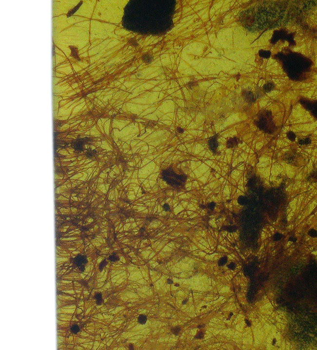 植物の根なのか?それとも動物の毛か?興味深い糸のような組織が見られる、約1億年前の琥珀、バーマイト(Burmite)(その7)