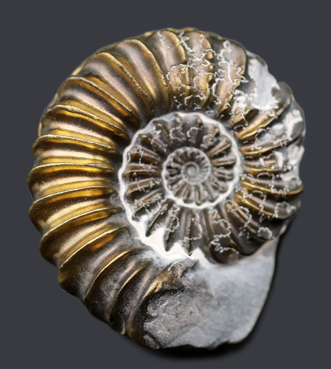 オールドコレクション、黄金色に輝く！ドイツ産ジュラ紀の黄鉄鉱化されたアンモナイト、プレユーロセラス（Pleuroceras）の化石（その1）