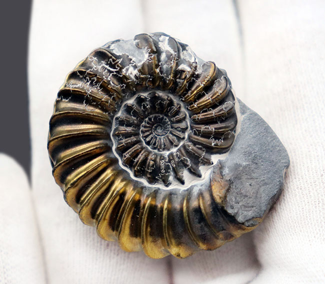 オールドコレクション、黄金色に輝く！ドイツ産ジュラ紀の黄鉄鉱化されたアンモナイト、プレユーロセラス（Pleuroceras）の化石（その4）