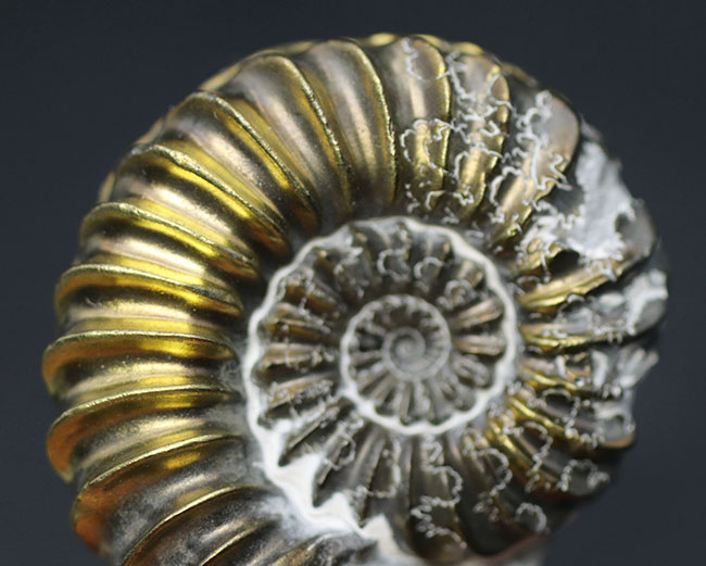 オールドコレクション、黄金色に輝く！ドイツ産ジュラ紀の黄鉄鉱化されたアンモナイト、プレユーロセラス（Pleuroceras）の化石（その7）