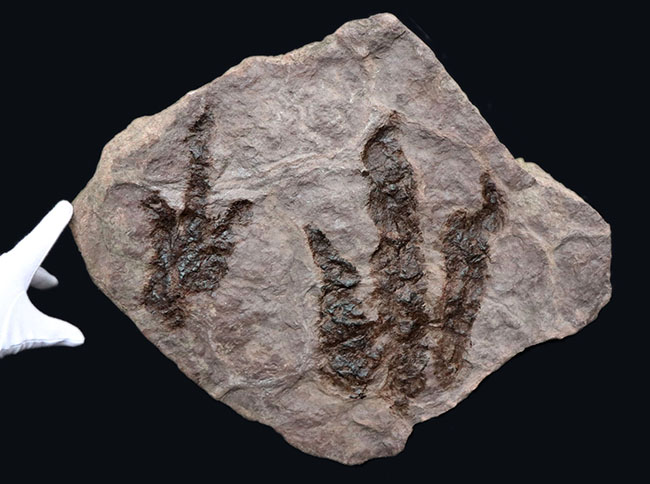 立派、２５センチ級！母岩含め、ほぼ１０キログラム！米国コネチカット州で発見された、恐竜グラレーターの足跡（あしあと）の化石（Grallator track）（その1）