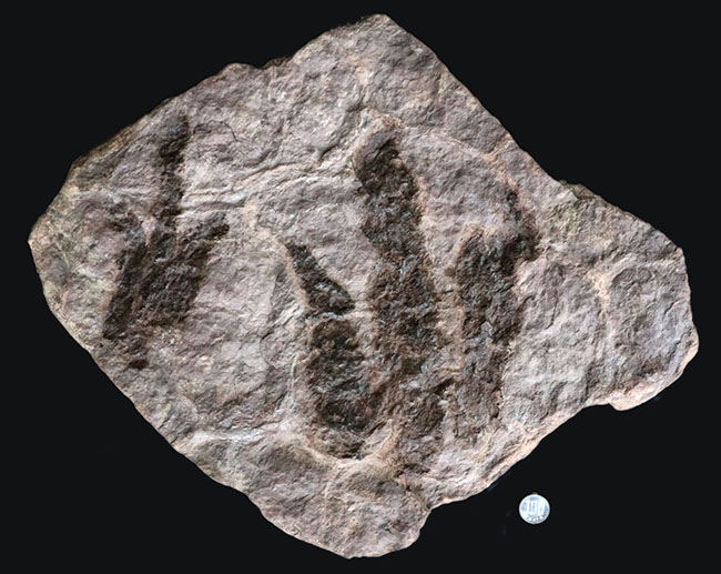 立派、２５センチ級！母岩含め、ほぼ１０キログラム！米国コネチカット州で発見された、恐竜グラレーターの足跡（あしあと）の化石（Grallator track）（その10）