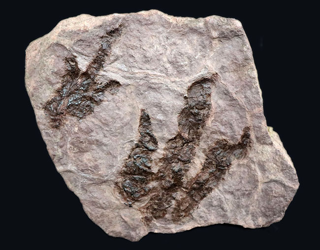 立派、２５センチ級！母岩含め、ほぼ１０キログラム！米国コネチカット州で発見された、恐竜グラレーターの足跡（あしあと）の化石（Grallator track）（その2）