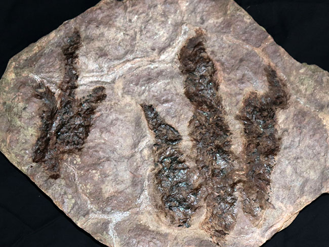 立派、２５センチ級！母岩含め、ほぼ１０キログラム！米国コネチカット州で発見された、恐竜グラレーターの足跡（あしあと）の化石（Grallator track）（その4）