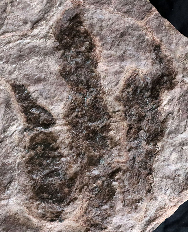立派、２５センチ級！母岩含め、ほぼ１０キログラム！米国コネチカット州で発見された、恐竜グラレーターの足跡（あしあと）の化石（Grallator track）（その5）