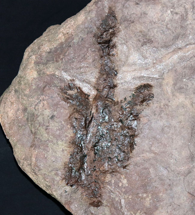 立派、２５センチ級！母岩含め、ほぼ１０キログラム！米国コネチカット州で発見された、恐竜グラレーターの足跡（あしあと）の化石（Grallator track）（その6）