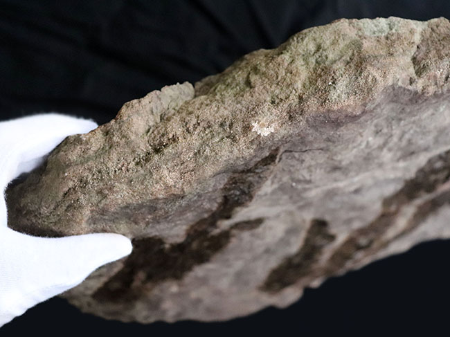 立派、２５センチ級！母岩含め、ほぼ１０キログラム！米国コネチカット州で発見された、恐竜グラレーターの足跡（あしあと）の化石（Grallator track）（その7）