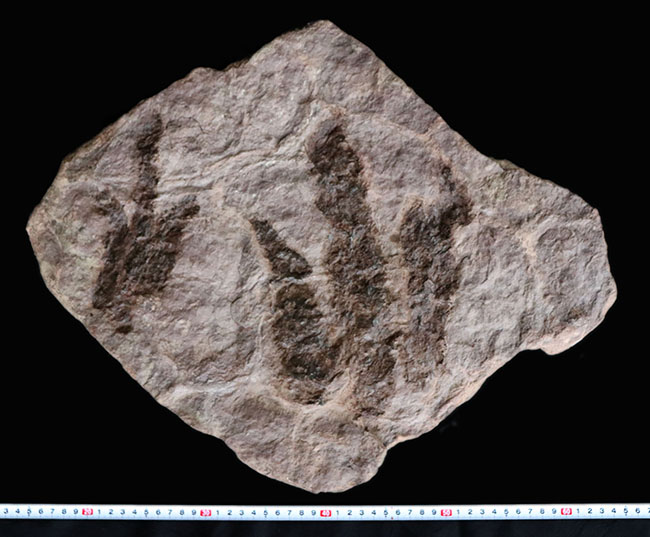 立派、２５センチ級！母岩含め、ほぼ１０キログラム！米国コネチカット州で発見された、恐竜グラレーターの足跡（あしあと）の化石（Grallator track）（その8）